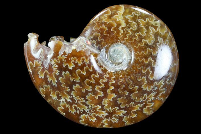 Polished, Agatized Ammonite (Cleoniceras) - Madagascar #117414